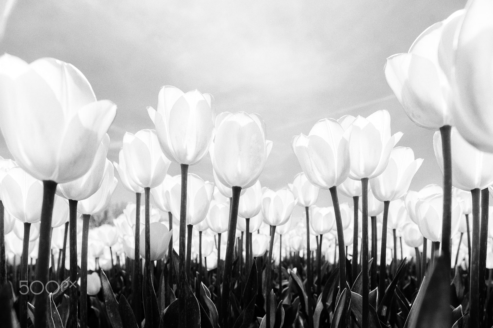 Sony Alpha DSLR-A900 sample photo. White tulip field in holland photography