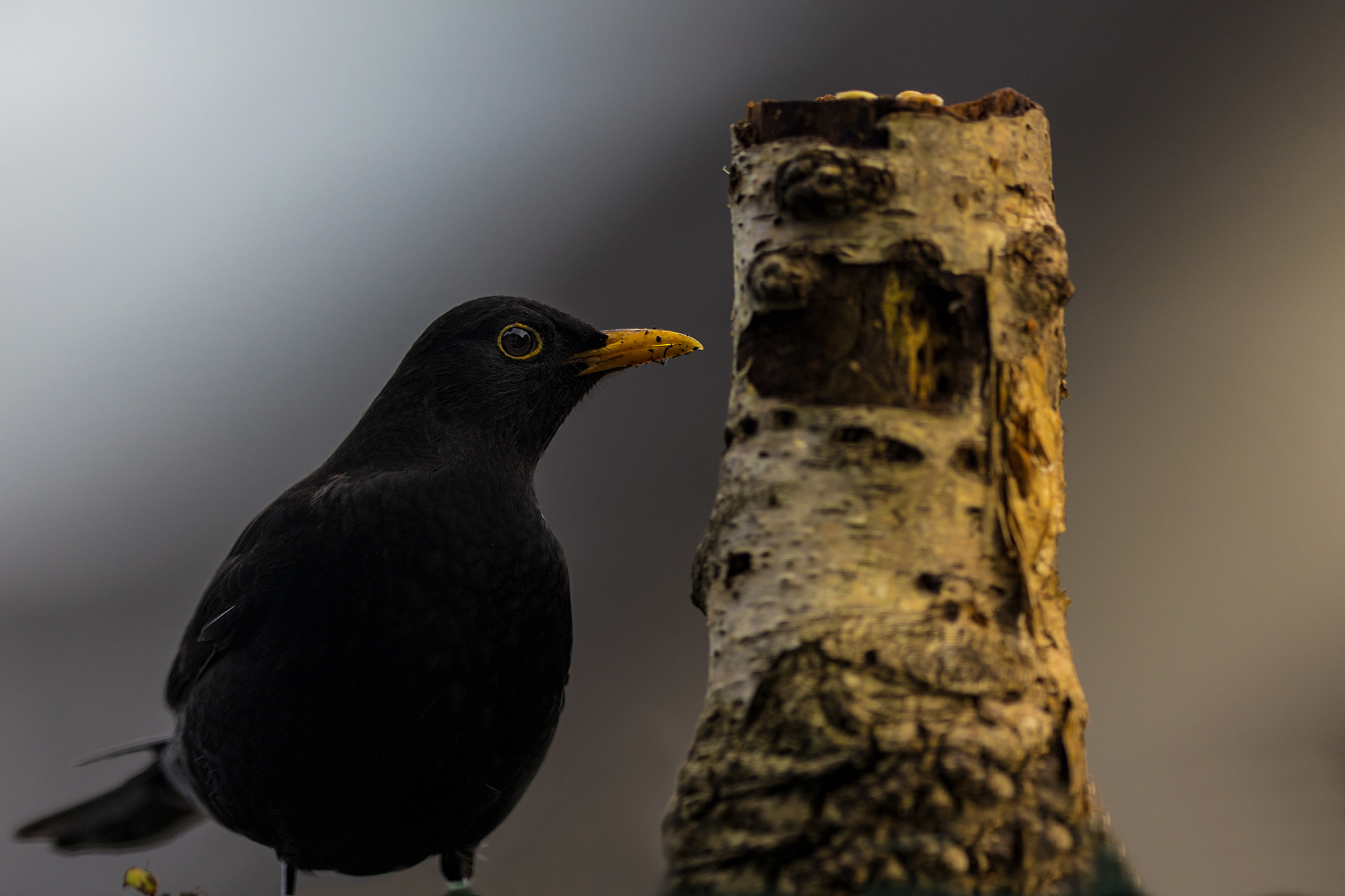 Canon EF 400mm F2.8L IS II USM sample photo. Brave blackbird..... photography