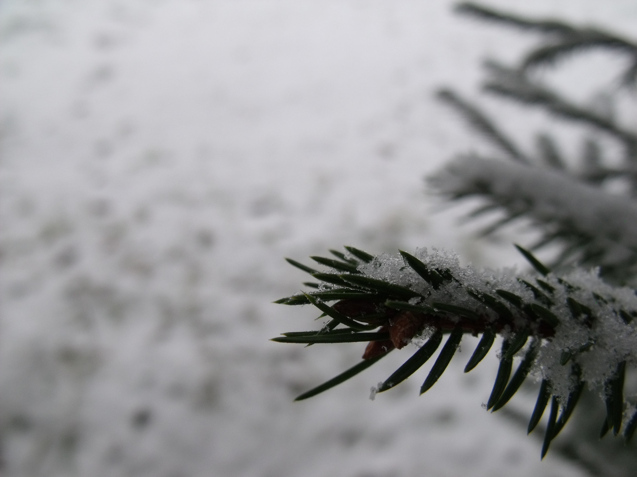 Fujifilm FinePix S1500 sample photo. Snowy tree photography