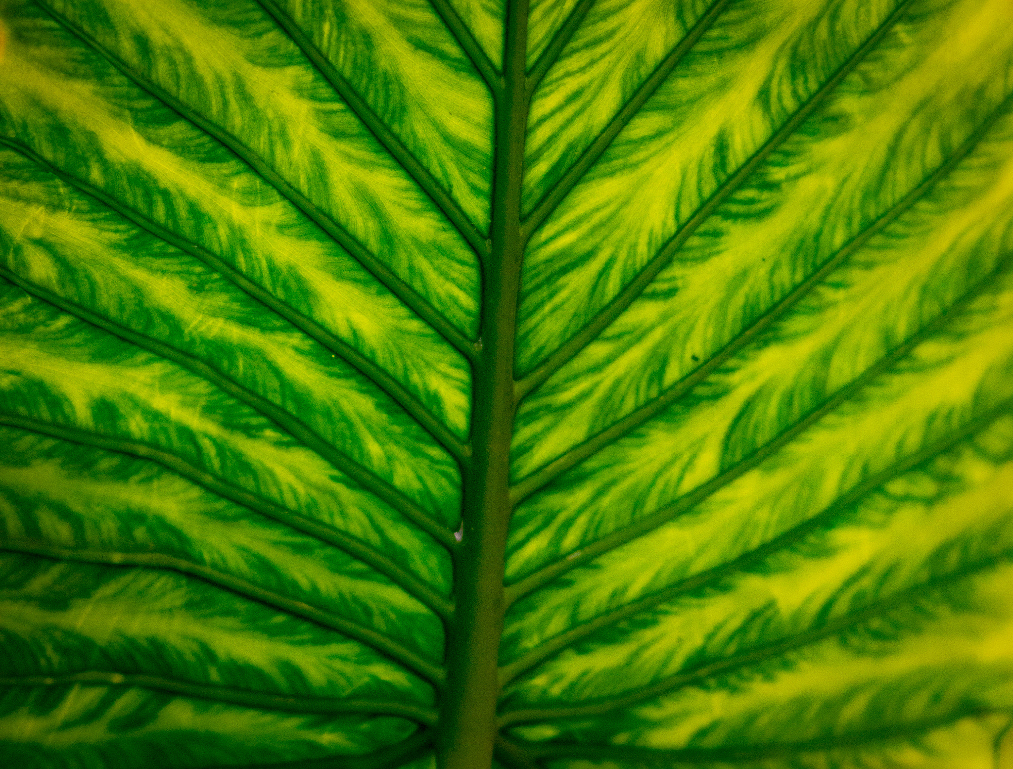 Nikon D800 + AF DC-Nikkor 135mm f/2D sample photo. A leaf and its branches.... photography