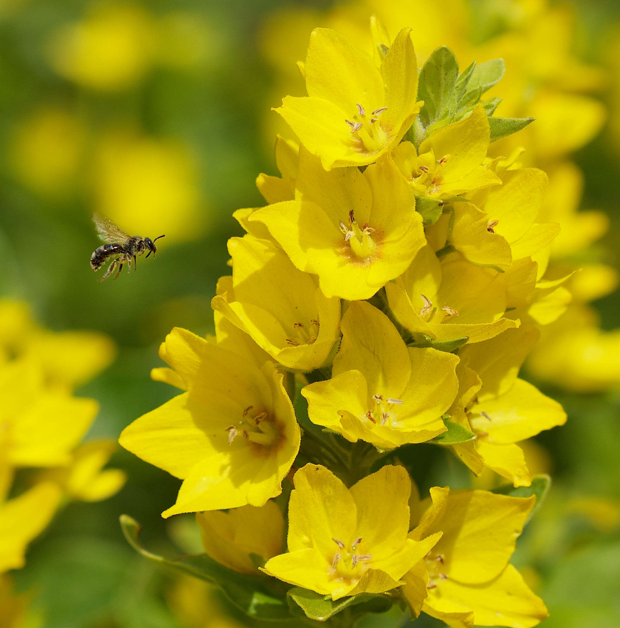 Canon EF 100mm F2.8 Macro USM sample photo. Sea of yellow photography