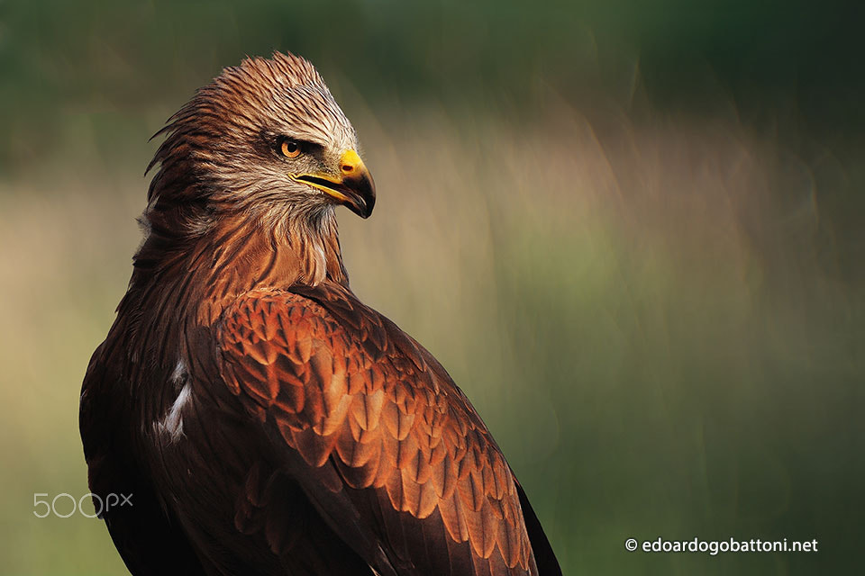 Nikon AF-S Nikkor 70-200mm F2.8G ED VR II sample photo. The black kite photography