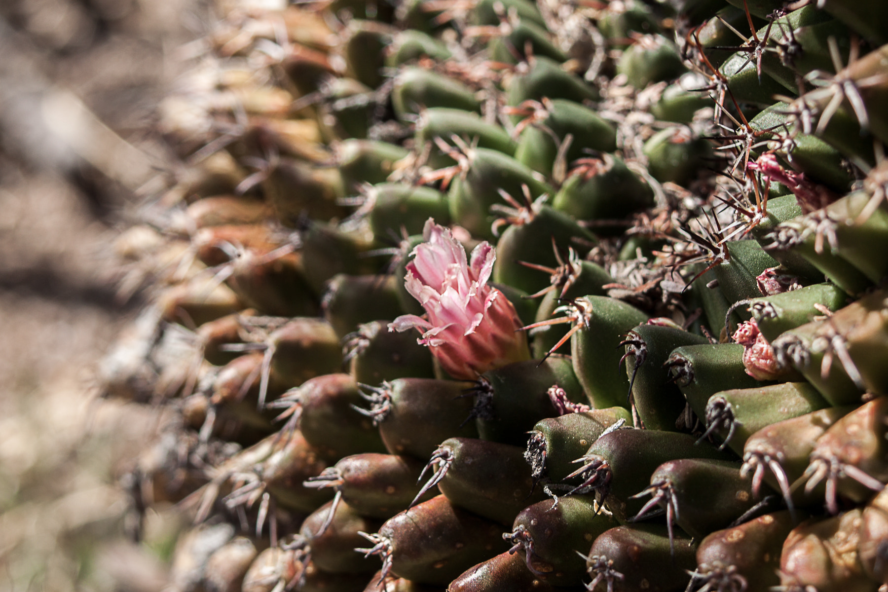 Canon EF 35-80mm f/4-5.6 sample photo. Vida silvertre photography