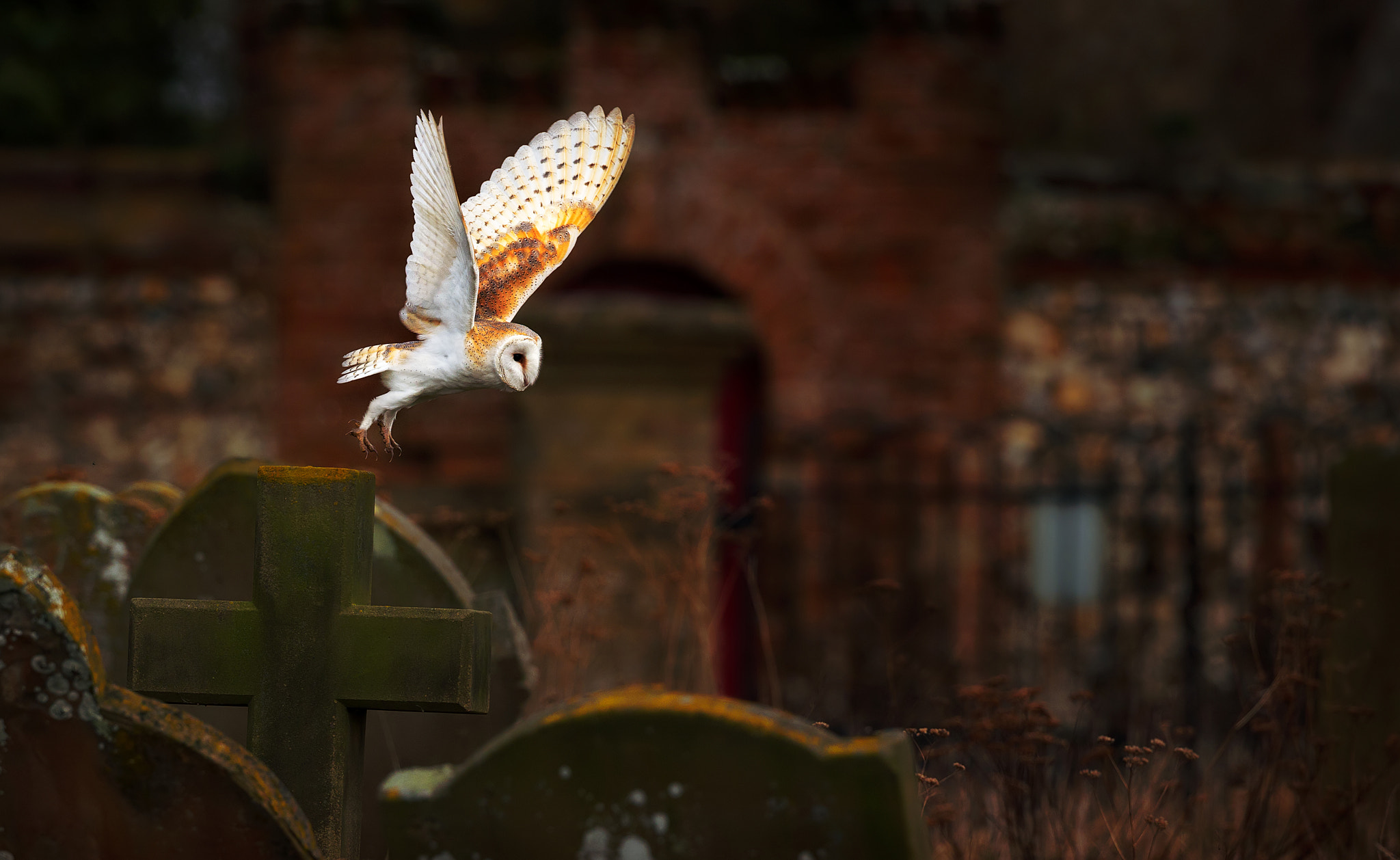 Canon EF 500mm F4L IS USM sample photo. Dinner spotted.... photography
