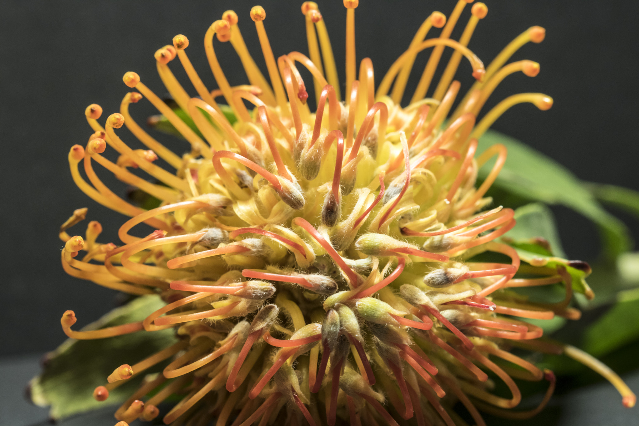 Canon EF 100mm F2.8 Macro USM sample photo. Img photography
