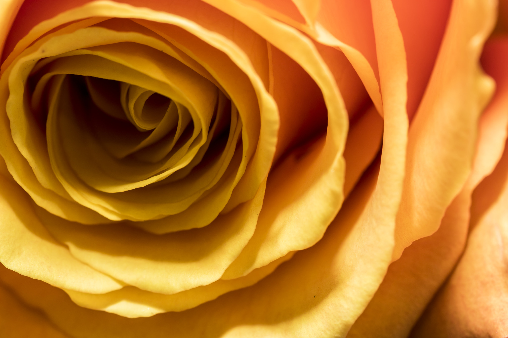 Canon EF 100mm F2.8 Macro USM sample photo. Img photography