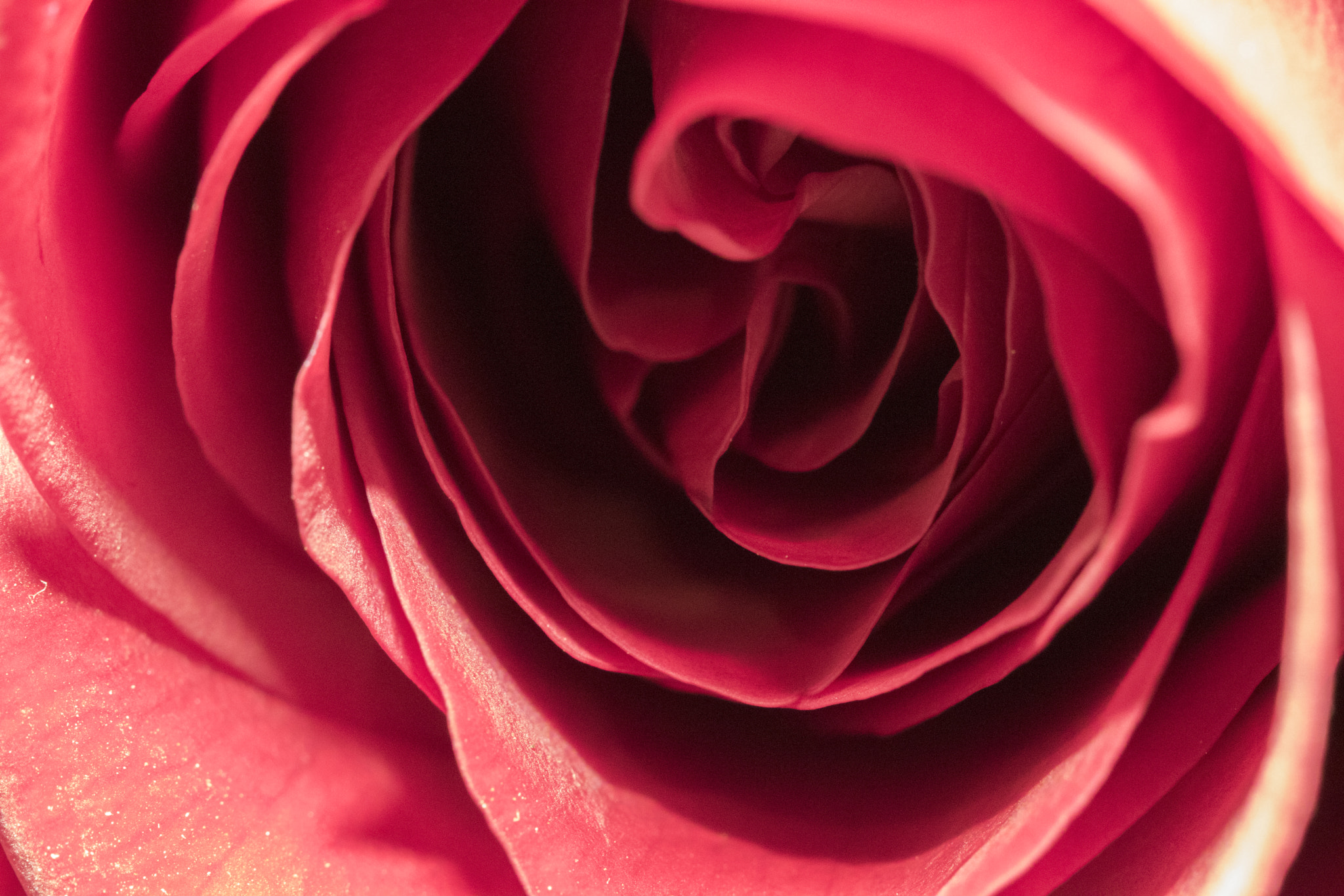 Canon EF 100mm F2.8 Macro USM sample photo. Img photography