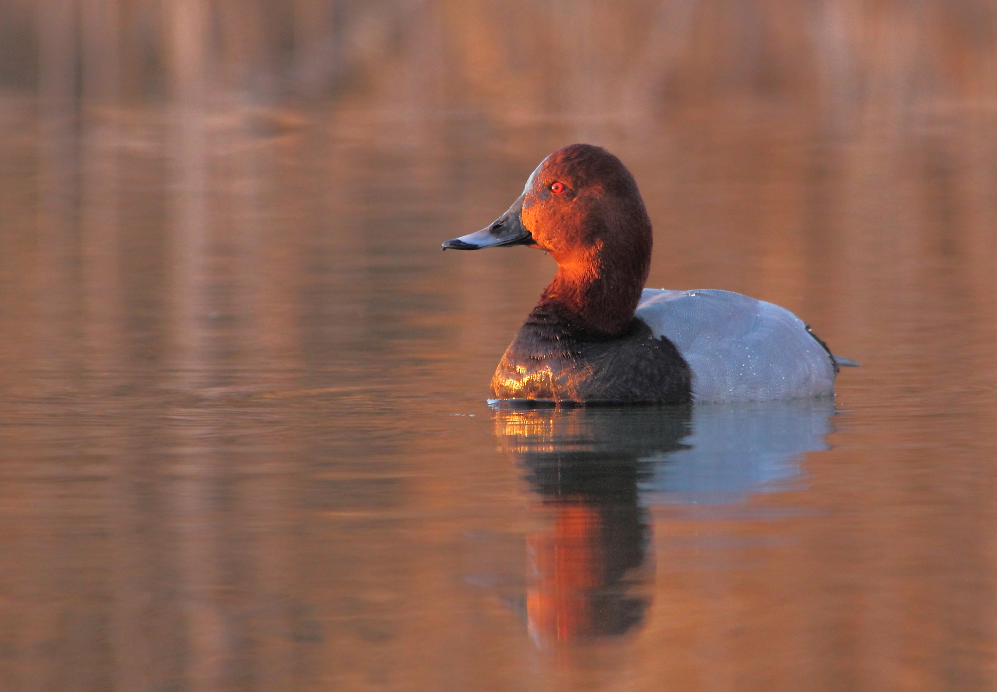 Sigma 150-500mm F5-6.3 DG OS HSM sample photo. Common pochard, moriglione  photography