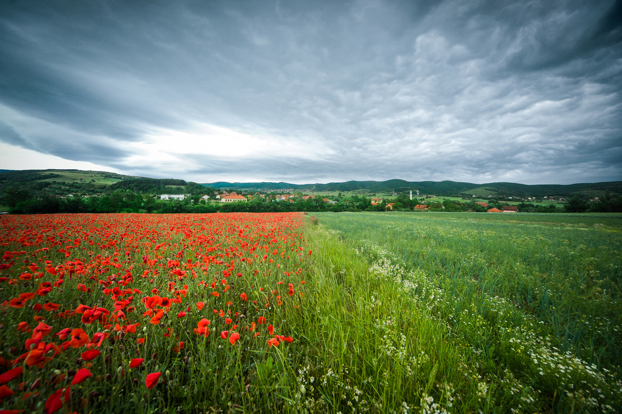 Nikon D700 + Sigma 12-24mm F4.5-5.6 EX DG Aspherical HSM sample photo. Poppies photography