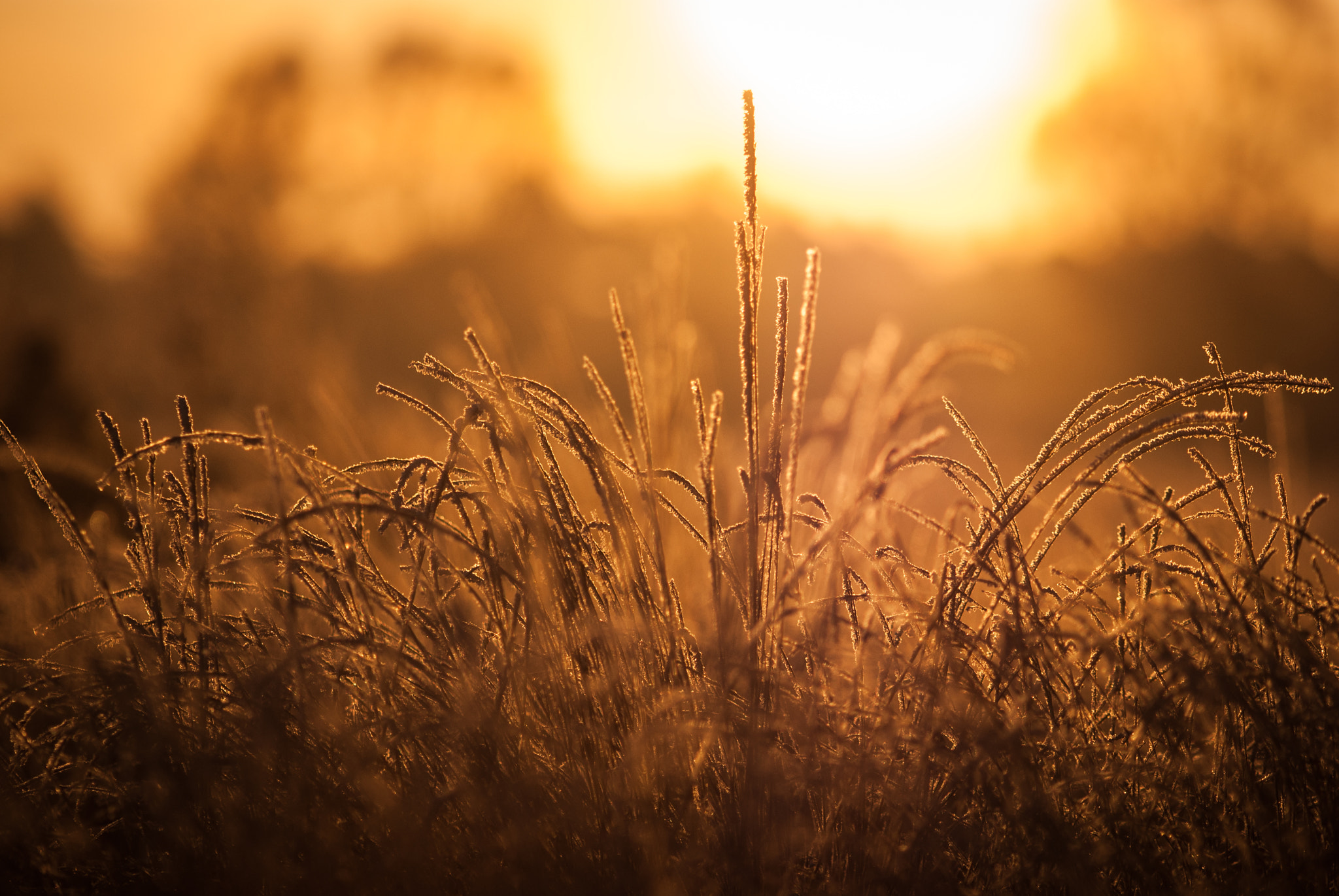 Sony Alpha DSLR-A200 sample photo. Sunrise at the national park hoge veluwe photography