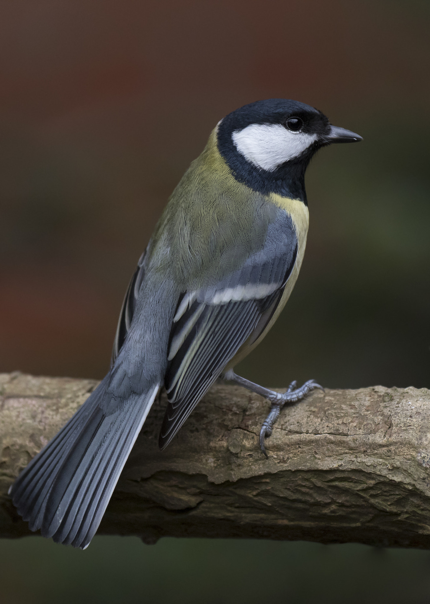 Canon EF 200mm F2.8L II USM sample photo. Great tit photography
