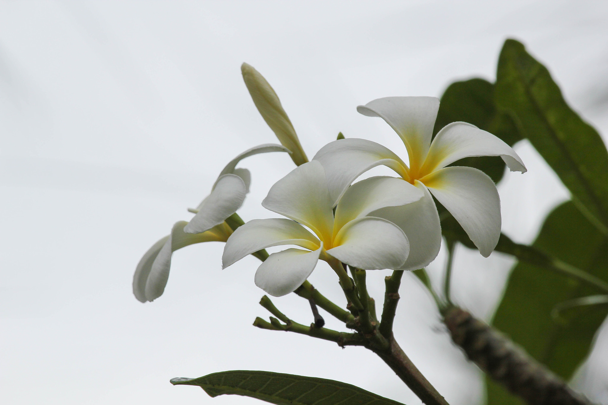 Canon EF 100-400mm F4.5-5.6L IS USM sample photo. Plumeria photography
