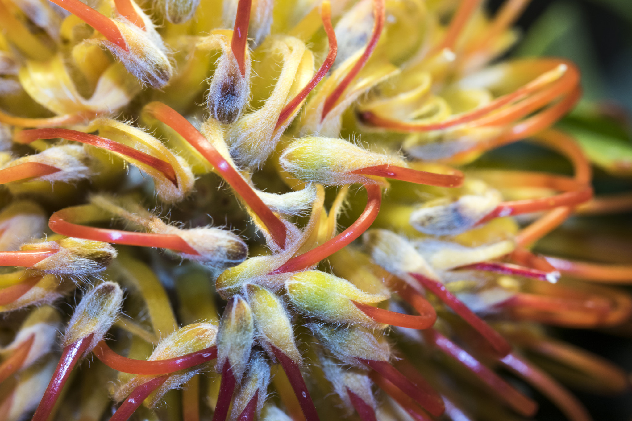 Canon EF 100mm F2.8 Macro USM sample photo. Img photography