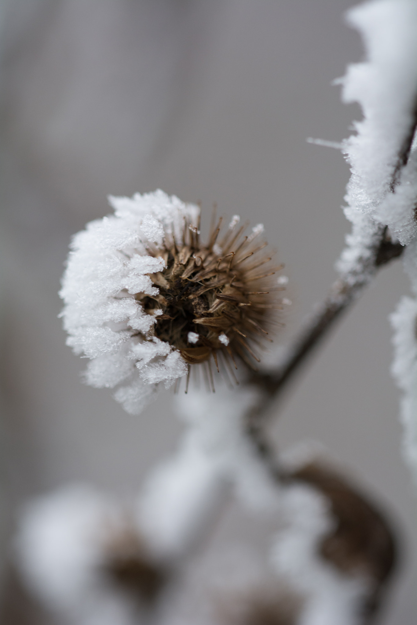 Sigma 150mm F2.8 EX DG Macro HSM sample photo. Side effect photography