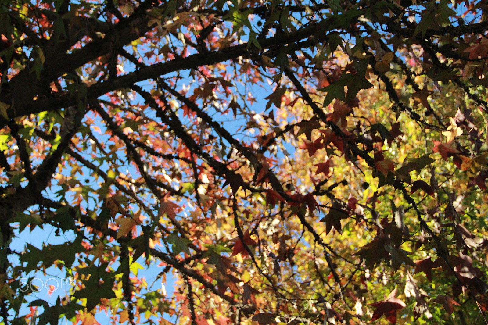 Canon EF-S 18-135mm F3.5-5.6 IS sample photo. Leaves photography