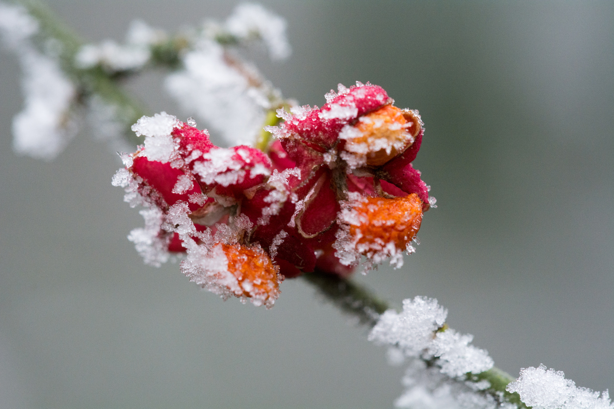 Nikon D7100 + Sigma 150mm F2.8 EX DG Macro HSM sample photo. Red photography