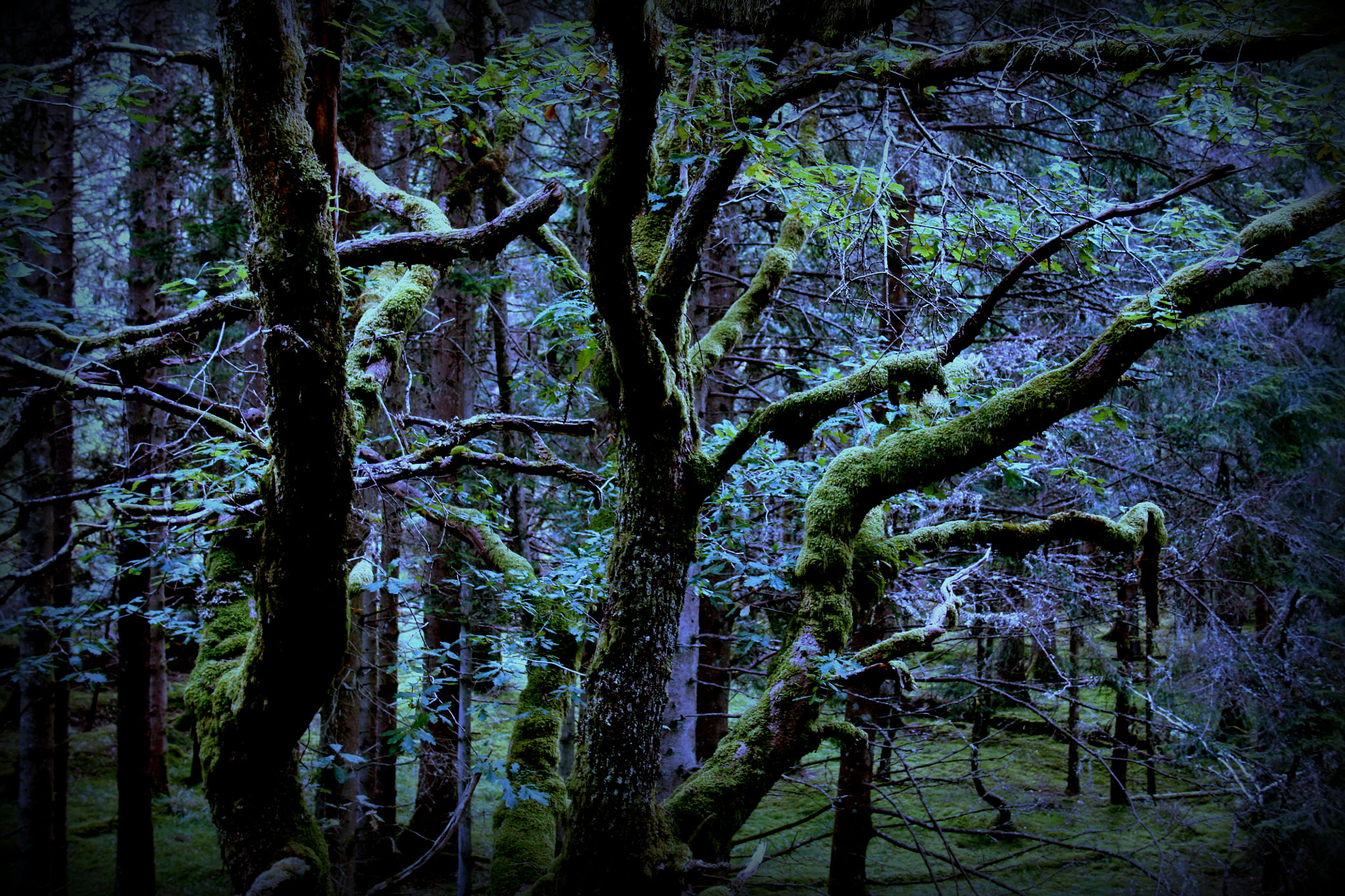 Canon EOS 450D (EOS Rebel XSi / EOS Kiss X2) sample photo. The tree of fort augustus photography