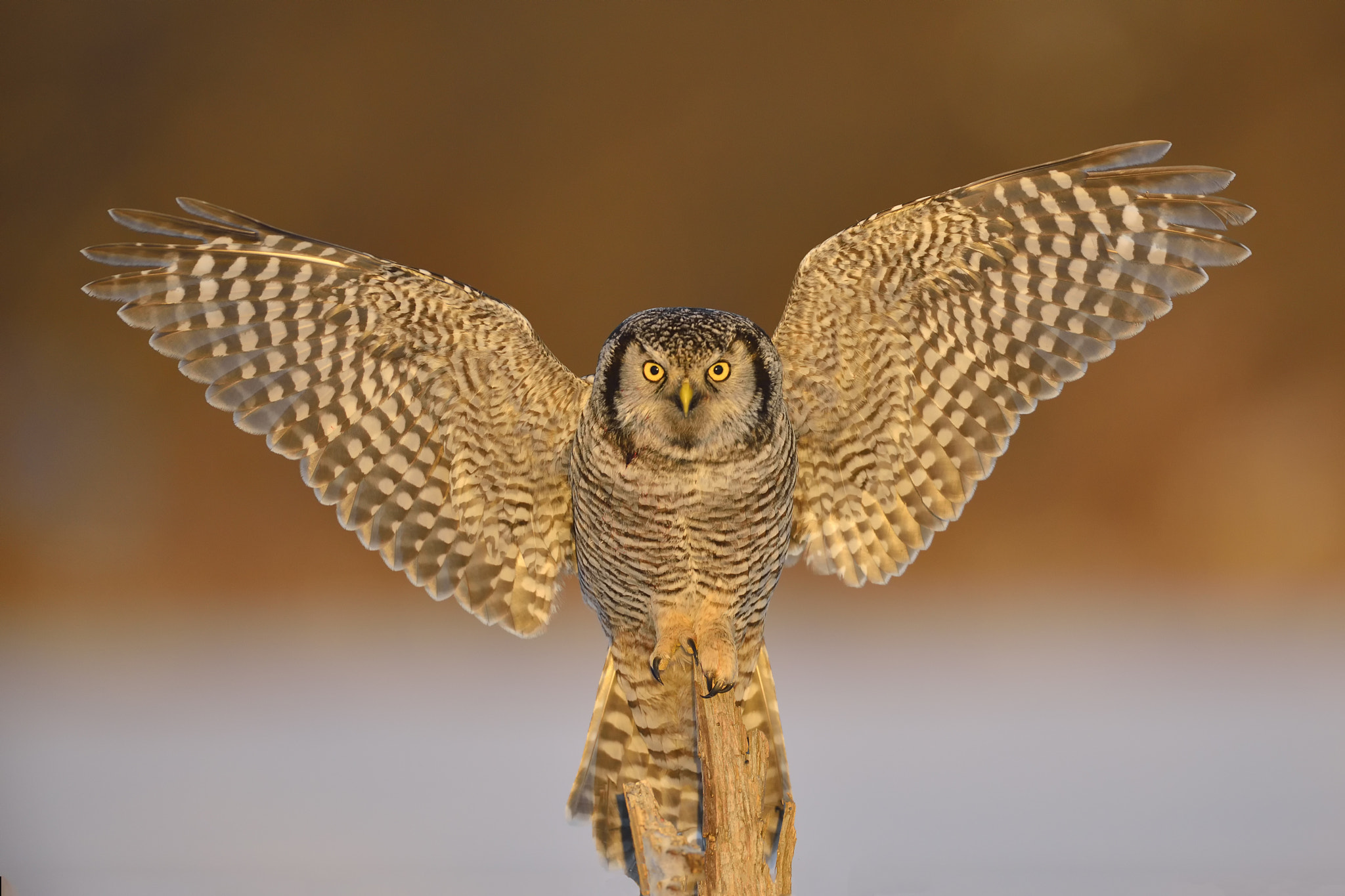 Nikon AF-S Nikkor 500mm F4D ED-IF II sample photo. Northern hawk owl photography