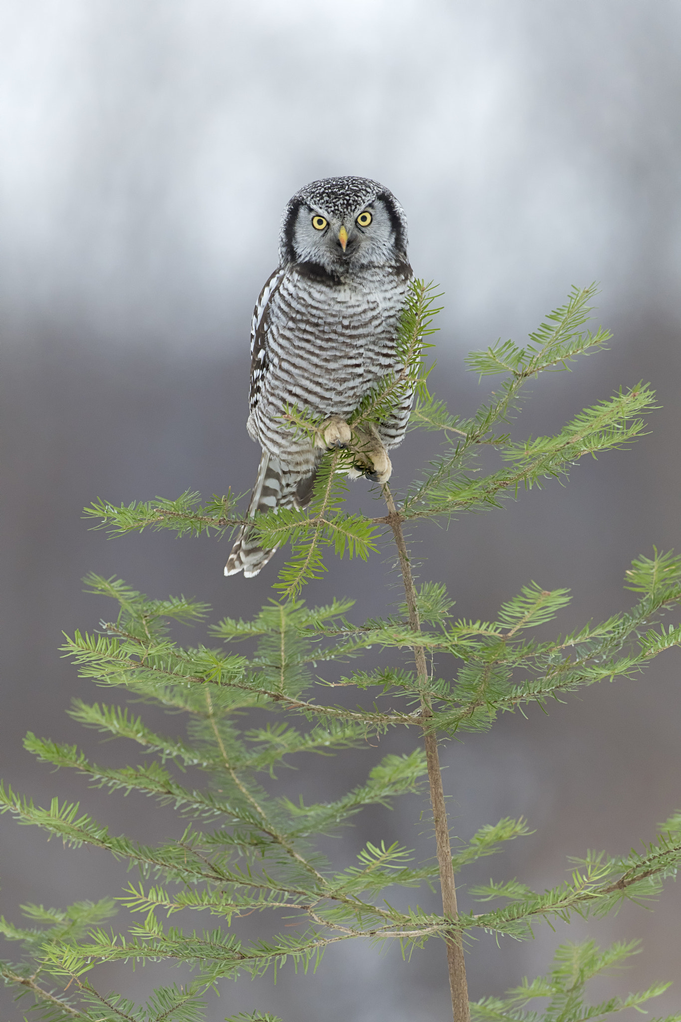 Nikon D500 sample photo. Northern hawk owl photography