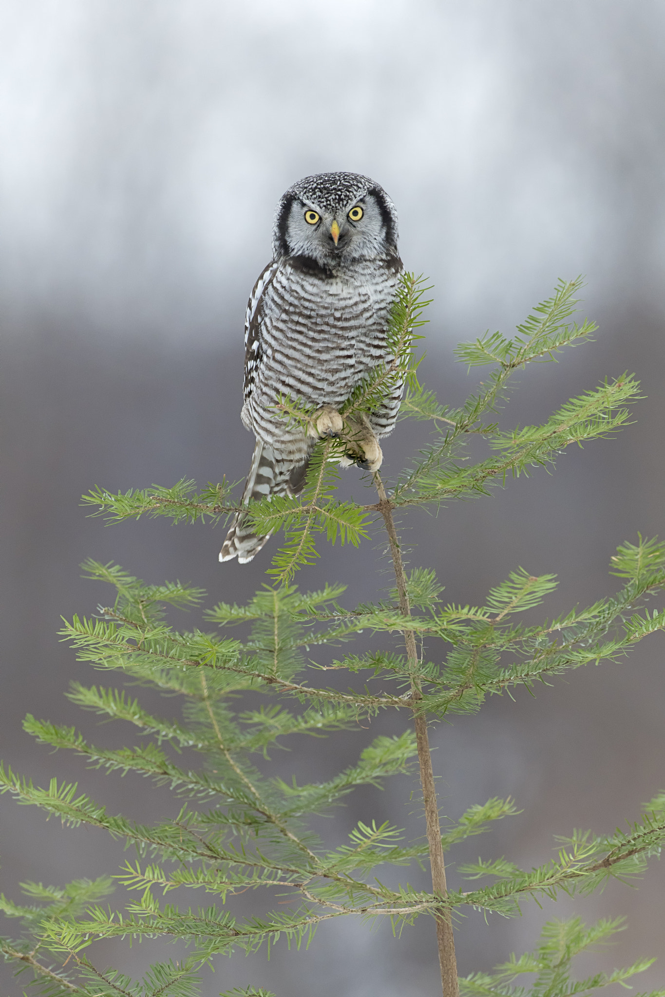 Nikon AF-S Nikkor 500mm F4D ED-IF II sample photo. Northern hawk owl photography
