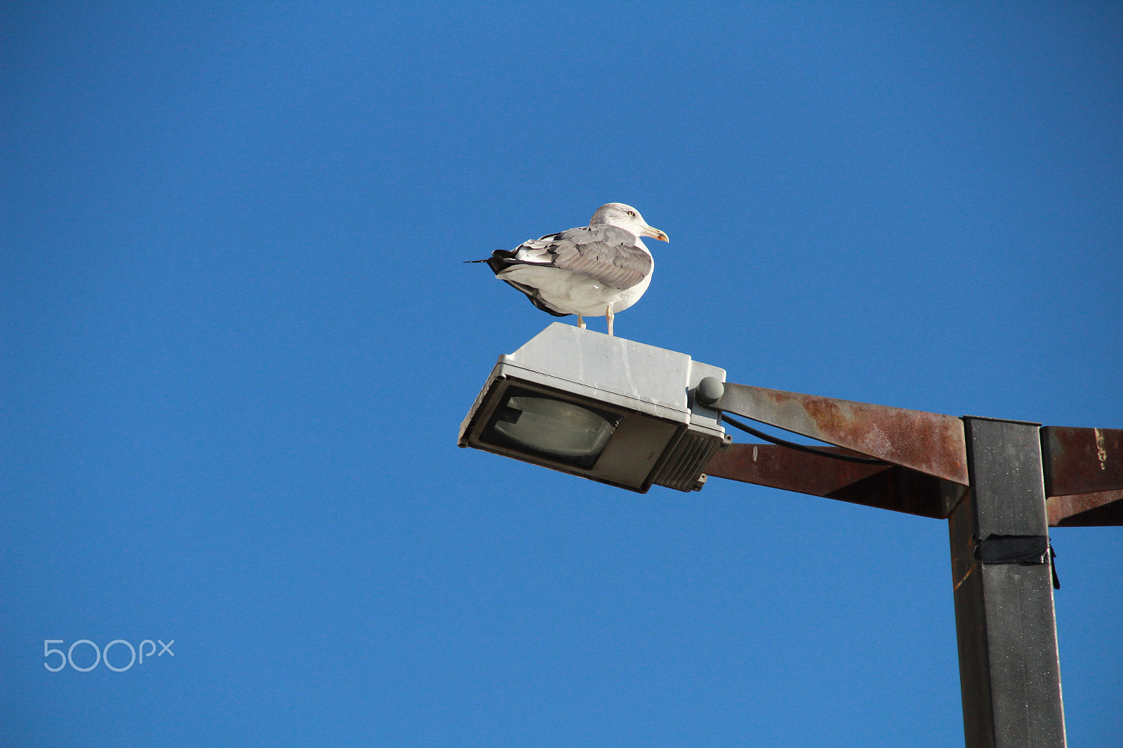 Canon EF-S 18-135mm F3.5-5.6 IS sample photo. Seagull on a lamp photography