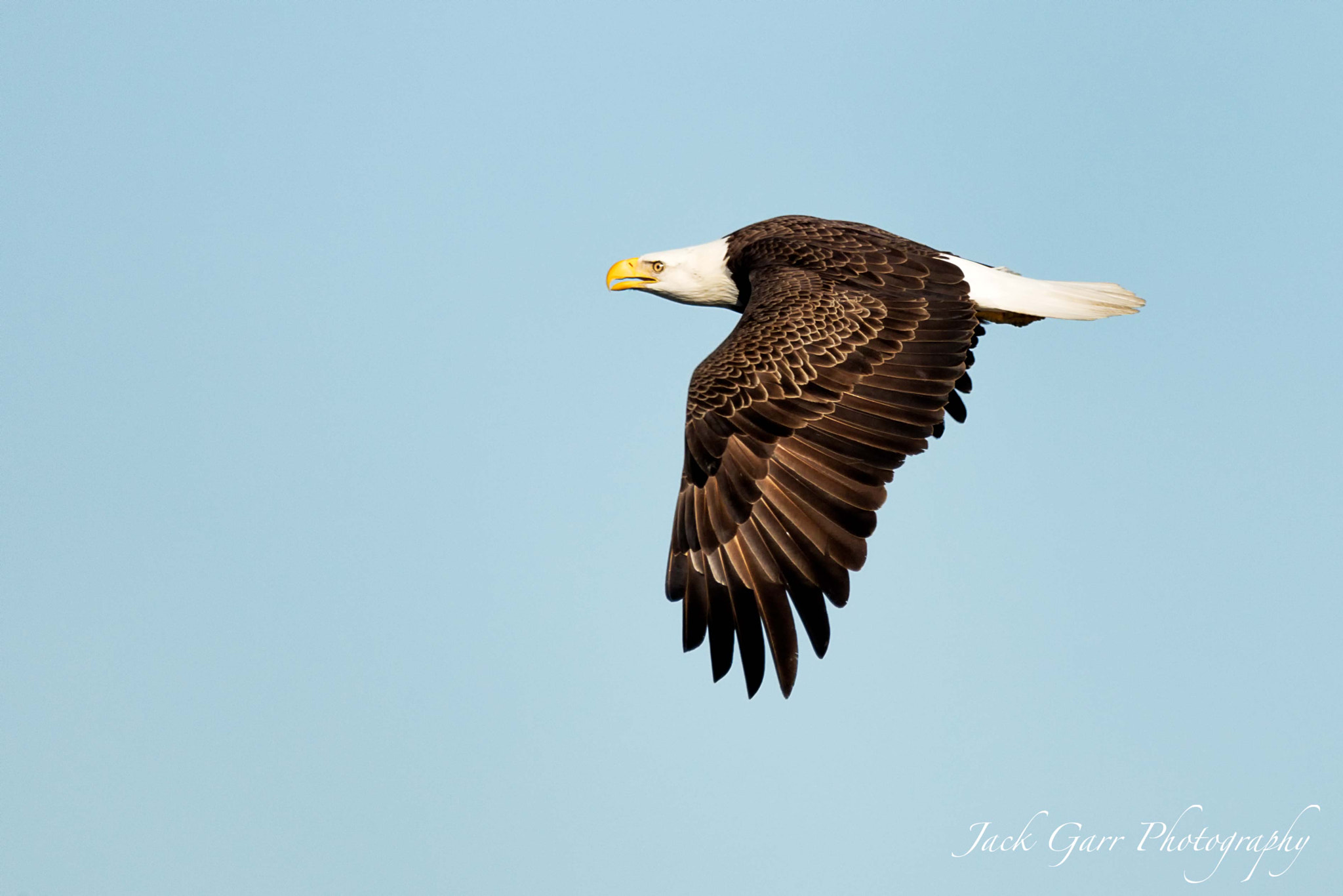150-600mm F5-6.3 DG OS HSM | Sports 014 sample photo. Bald eagle flying photography
