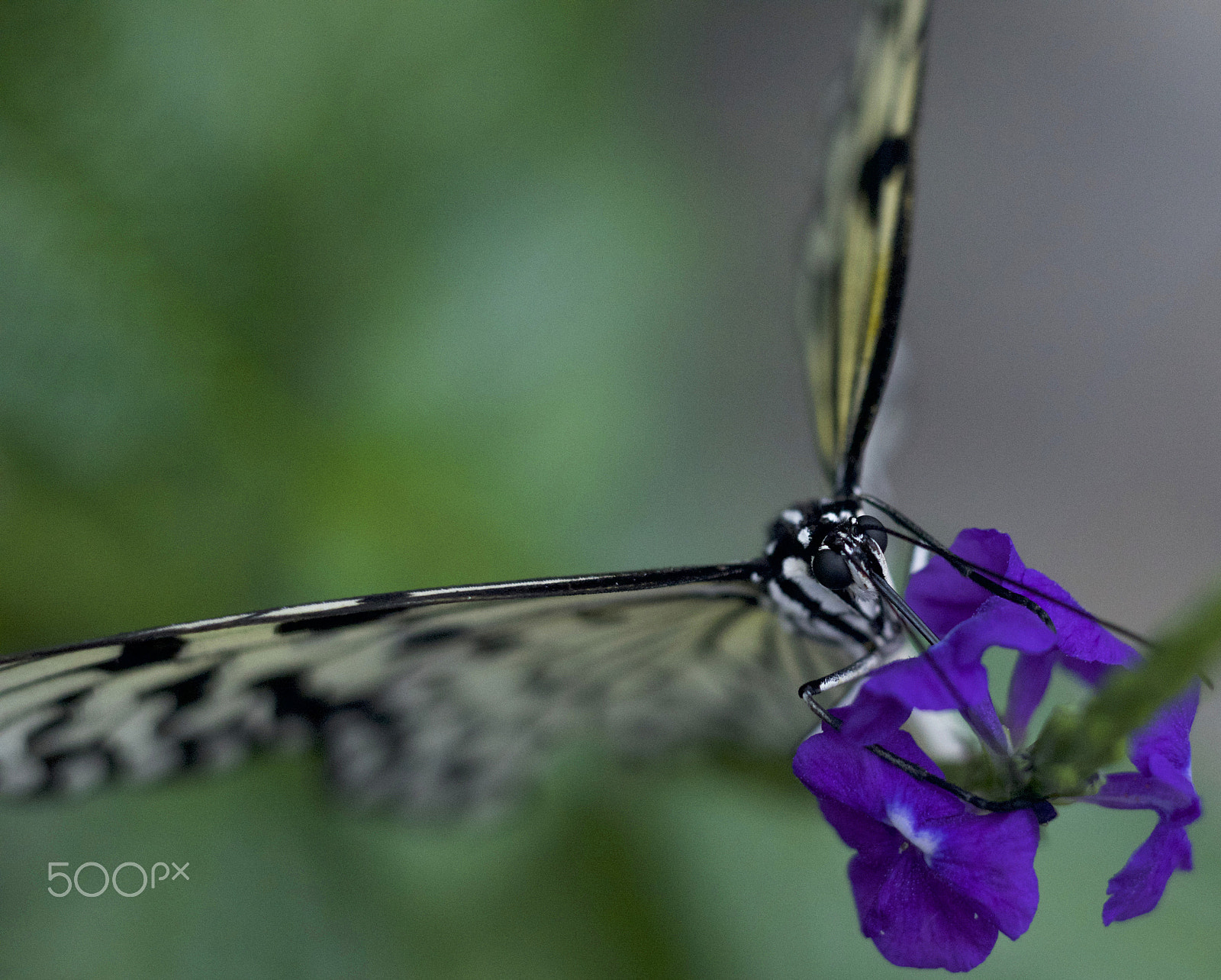 Nikon D610 + AF Nikkor 50mm f/1.8 sample photo. Food for me photography