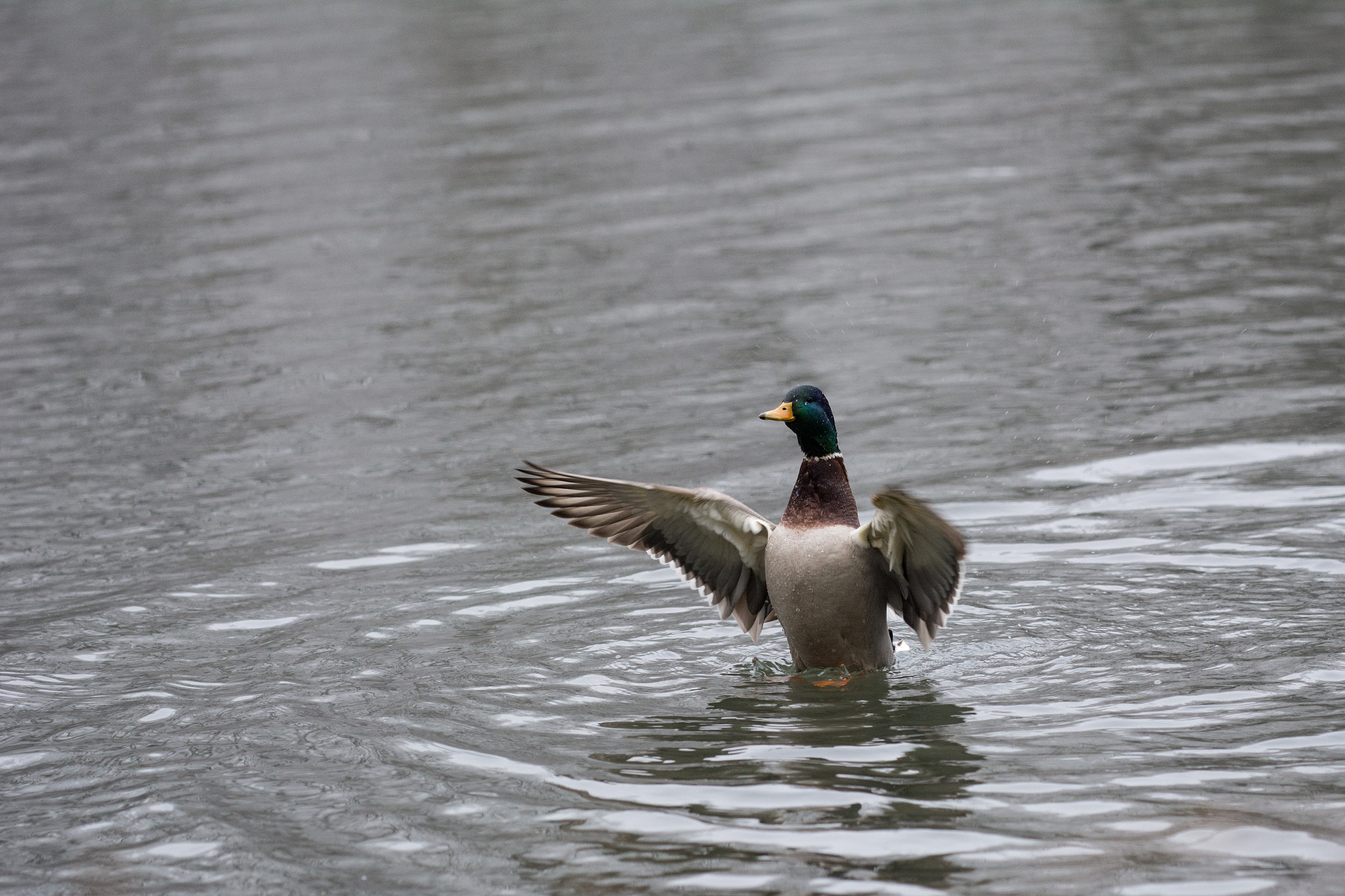 Sigma 150mm F2.8 EX DG Macro HSM sample photo. Dancing duck photography