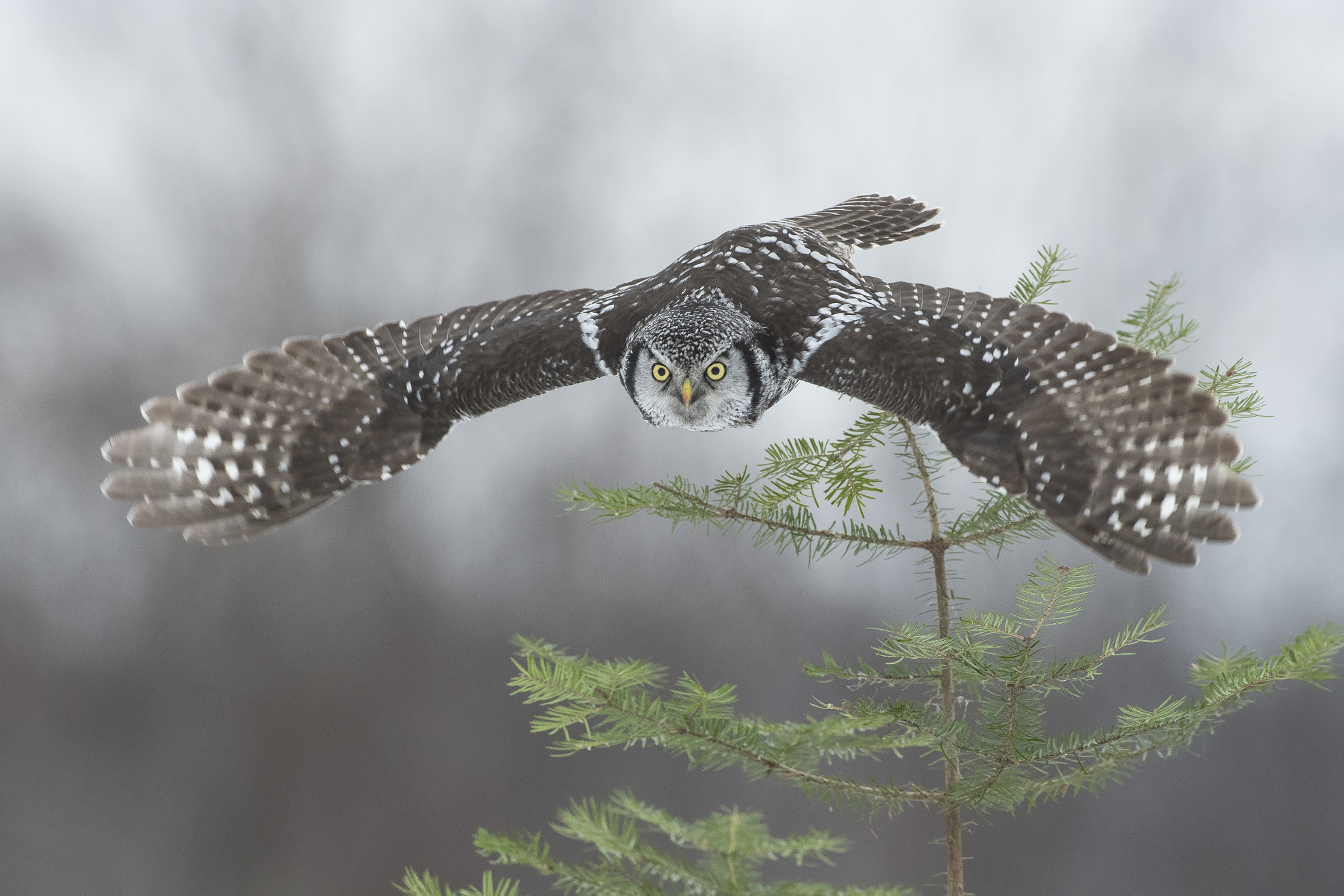 Nikon AF-S Nikkor 500mm F4D ED-IF II sample photo. Northern hawk owl photography