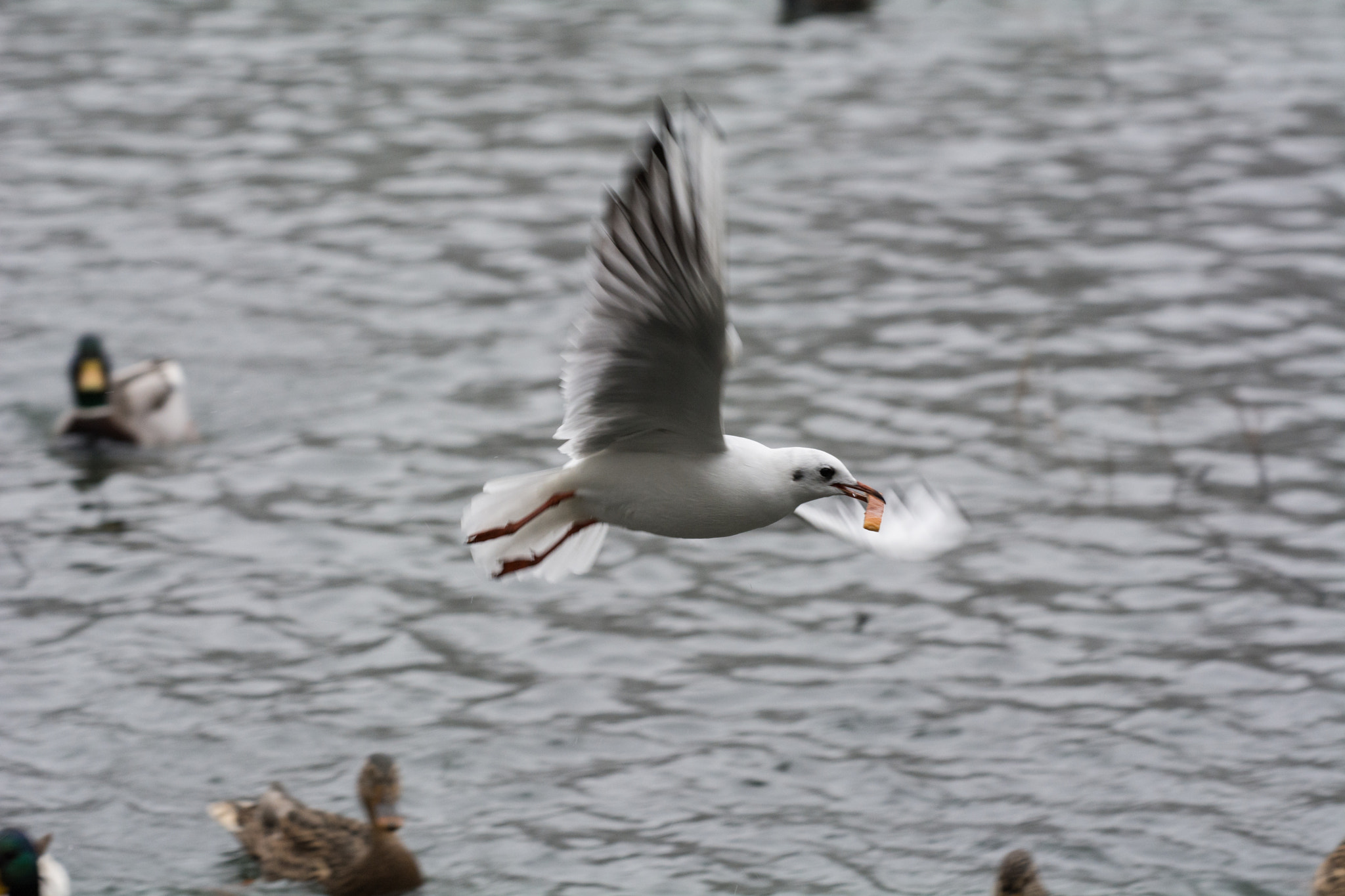 Sigma 150mm F2.8 EX DG Macro HSM sample photo. Hungry gull photography