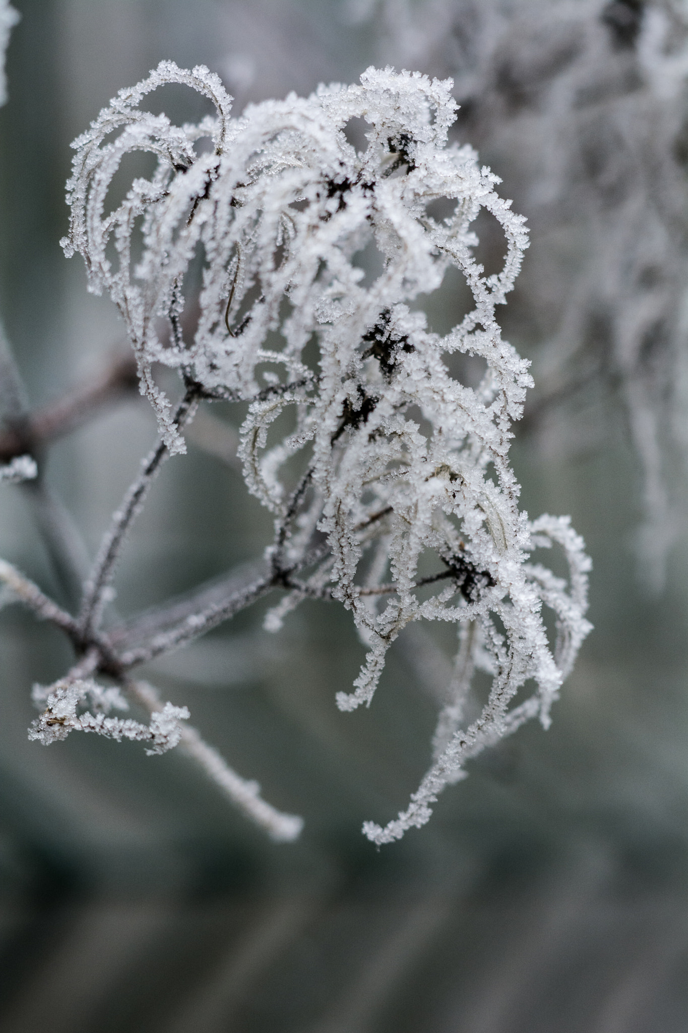 Sigma 150mm F2.8 EX DG Macro HSM sample photo. Frosted flower photography