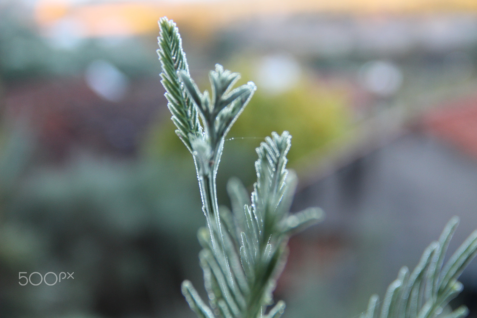 Canon EF-S 18-135mm F3.5-5.6 IS sample photo. Nature photography
