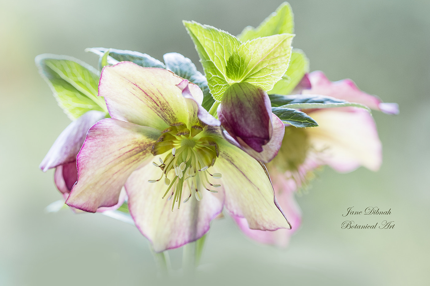 Canon EF 180mm F3.5L Macro USM sample photo. Helleborus photography