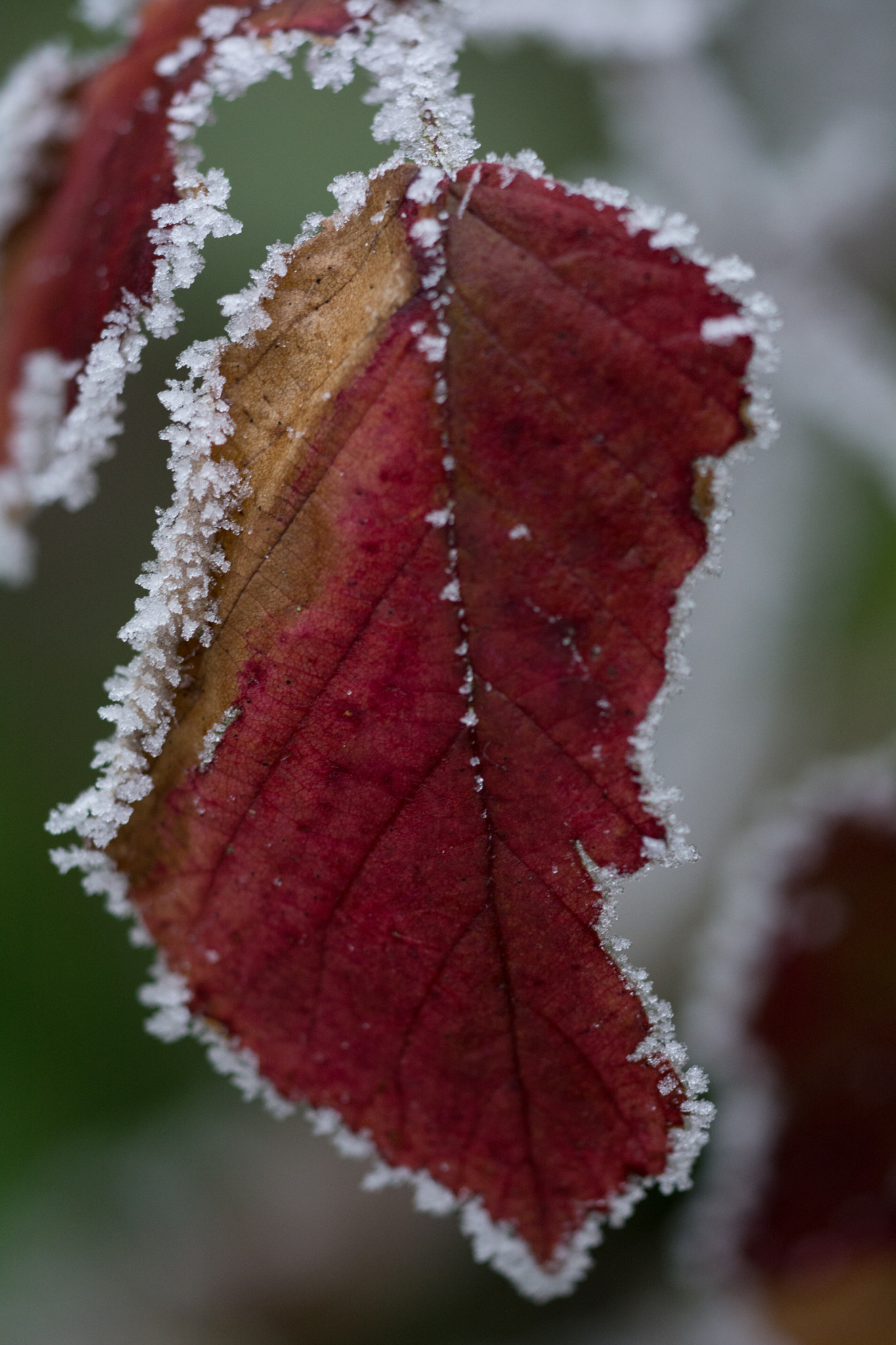 Nikon D7100 + Sigma 150mm F2.8 EX DG Macro HSM sample photo. Red leaf photography