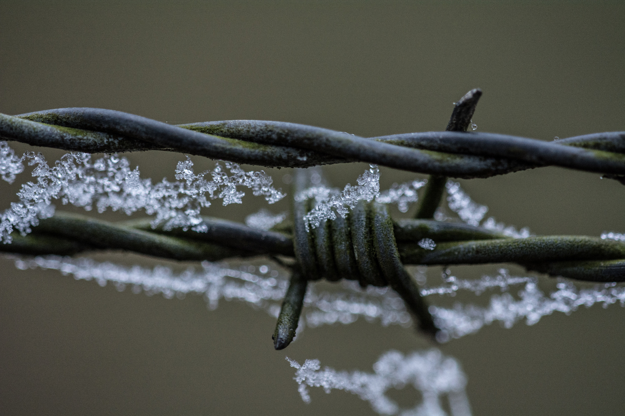 Nikon D7100 + Sigma 150mm F2.8 EX DG Macro HSM sample photo. Barbed wire photography