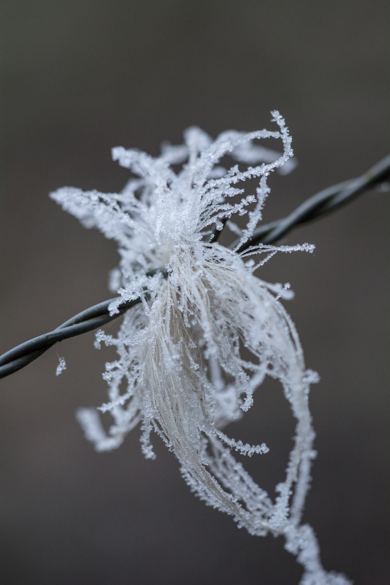 Sigma 150mm F2.8 EX DG Macro HSM sample photo. Horsehair photography