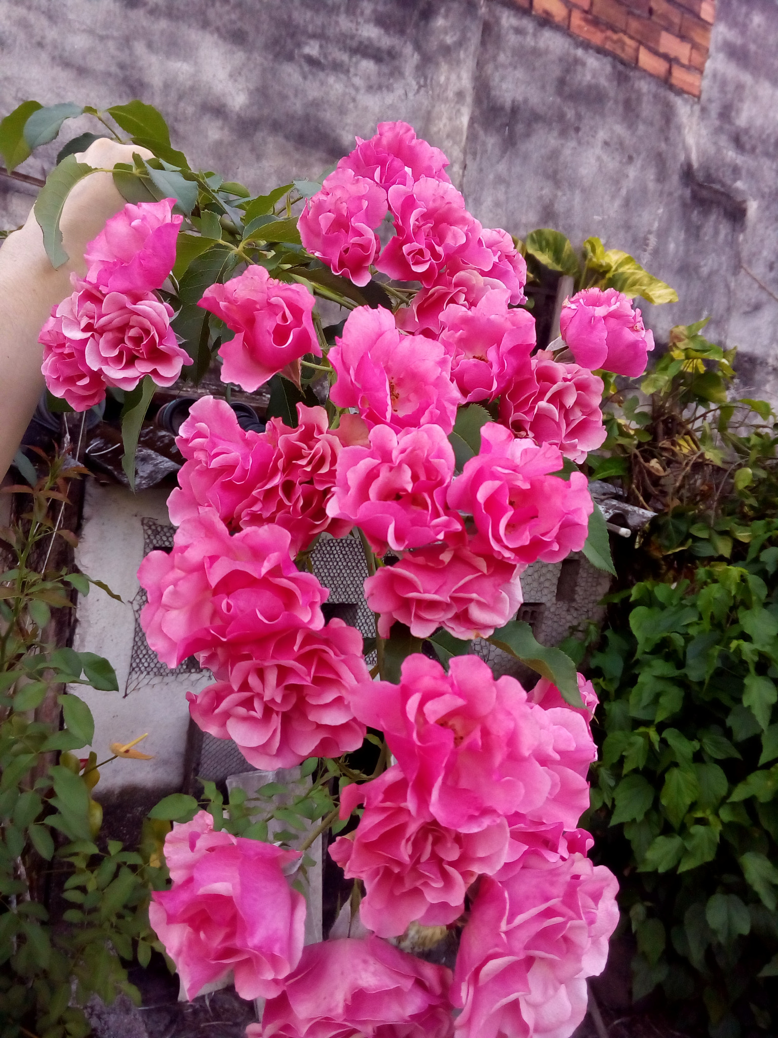 ASUS Zenfone Go (ASUS_Z00VD) sample photo. Roses photography