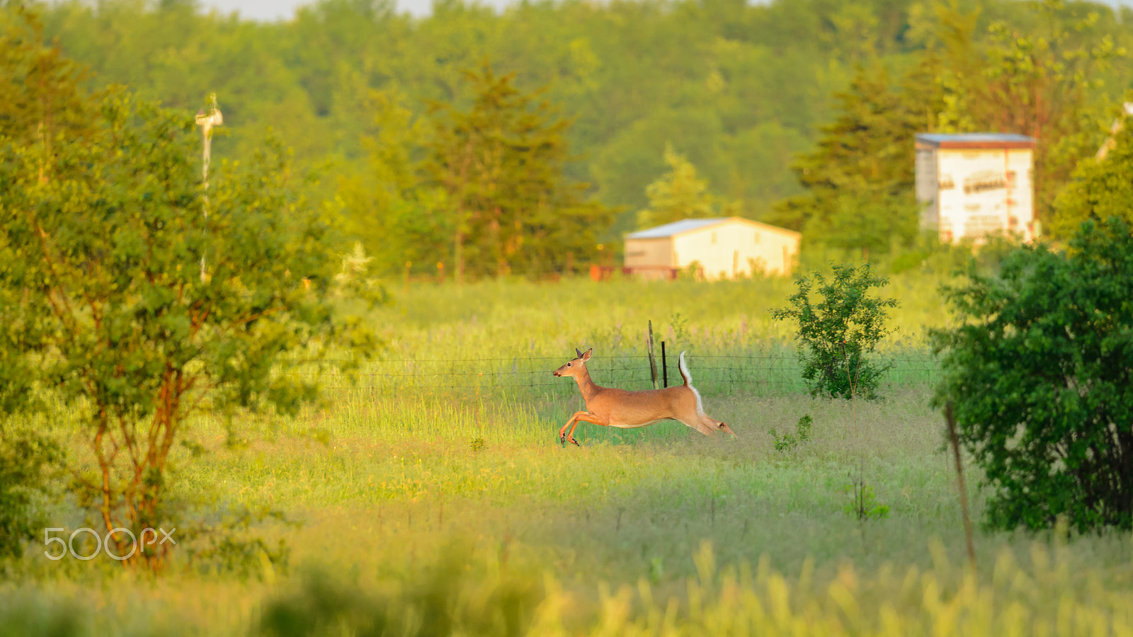 Nikon D800 + Nikon AF-S Nikkor 500mm F4G ED VR sample photo. On the run photography