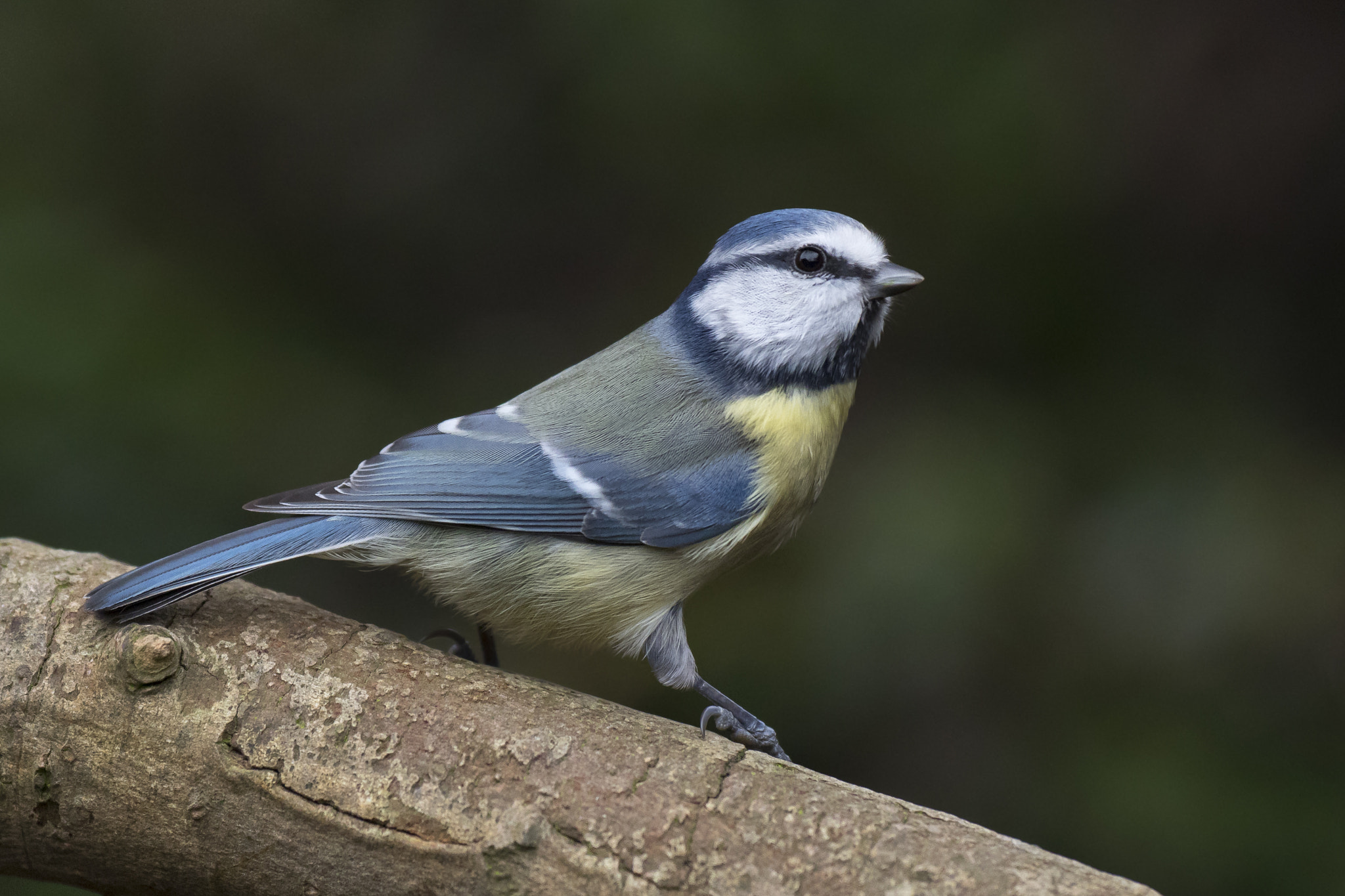 Canon EF 200mm F2.8L II USM sample photo. Blue tit photography