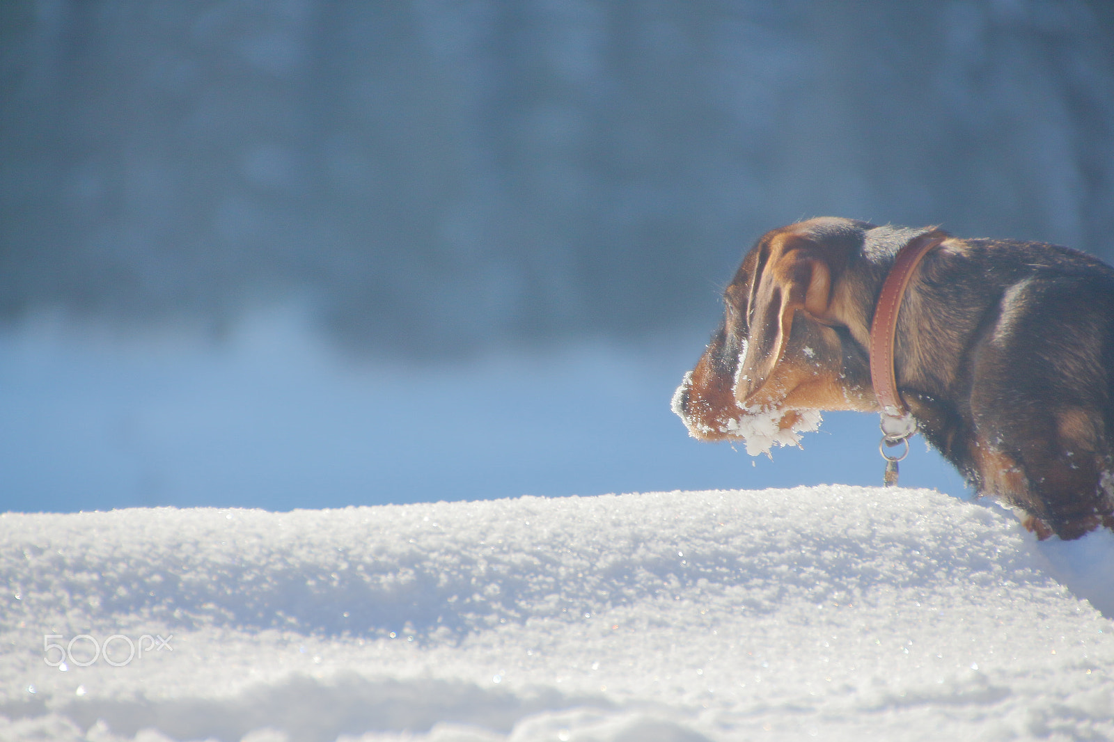 Canon EOS 650D (EOS Rebel T4i / EOS Kiss X6i) sample photo. Snowy igor photography