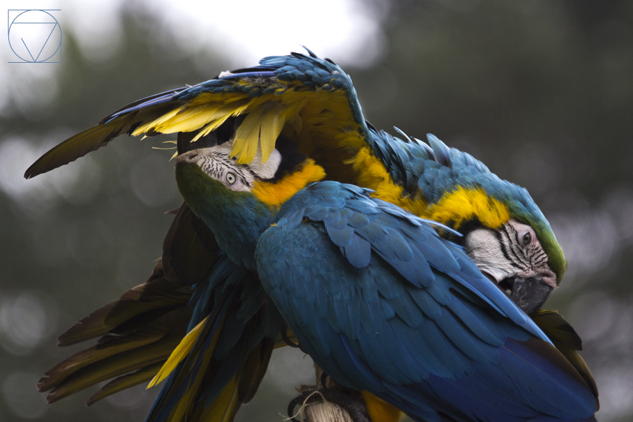 Canon EOS 60D + Canon EF 70-200mm F4L IS USM sample photo. Yellow macaws pt. ii photography