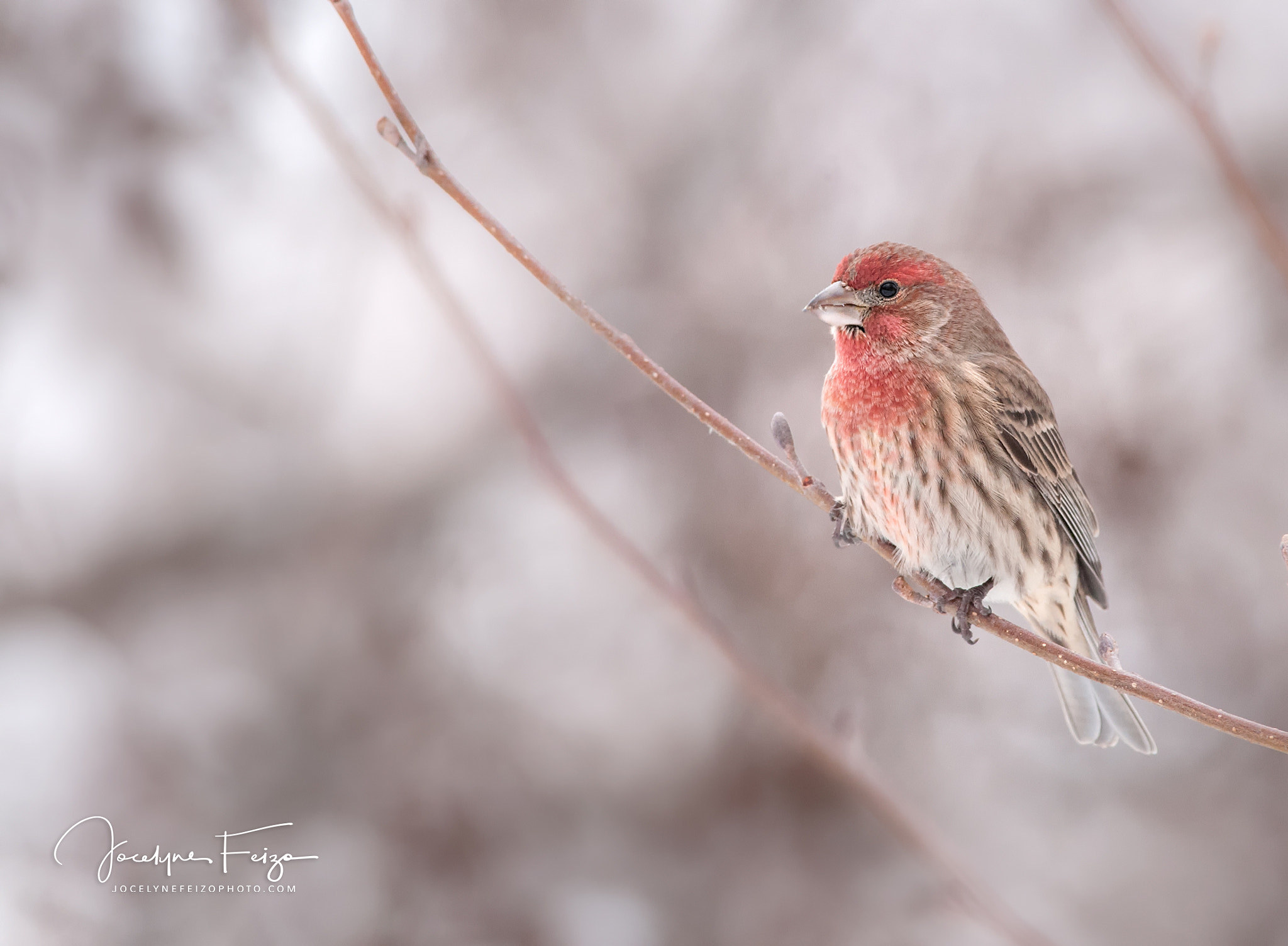 Nikon D300 + Nikon AF-S Nikkor 300mm F4D ED-IF sample photo. House finch photography