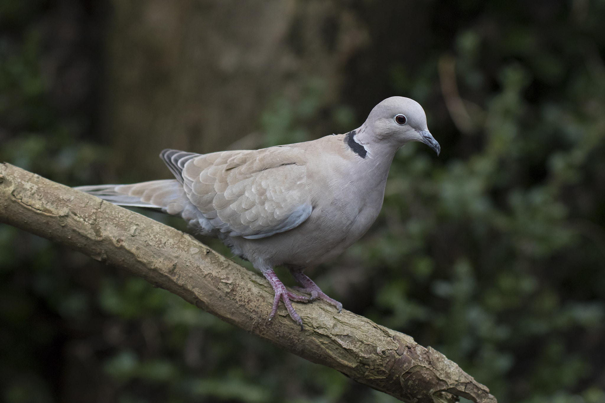 Canon EF 200mm F2.8L II USM sample photo. Dove photography