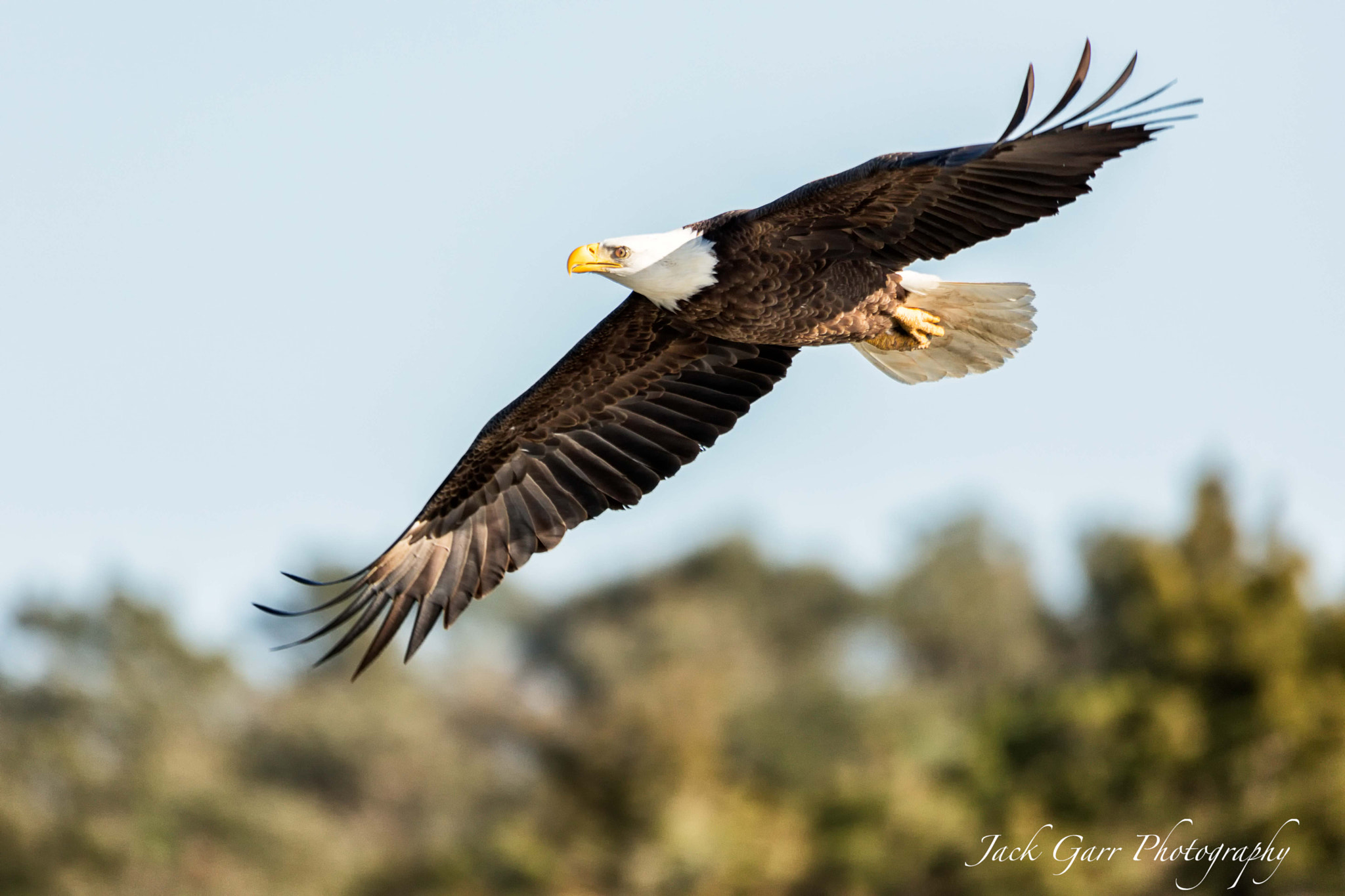 Canon EOS 5DS + 150-600mm F5-6.3 DG OS HSM | Sports 014 sample photo. Adult bald eagle flying photography