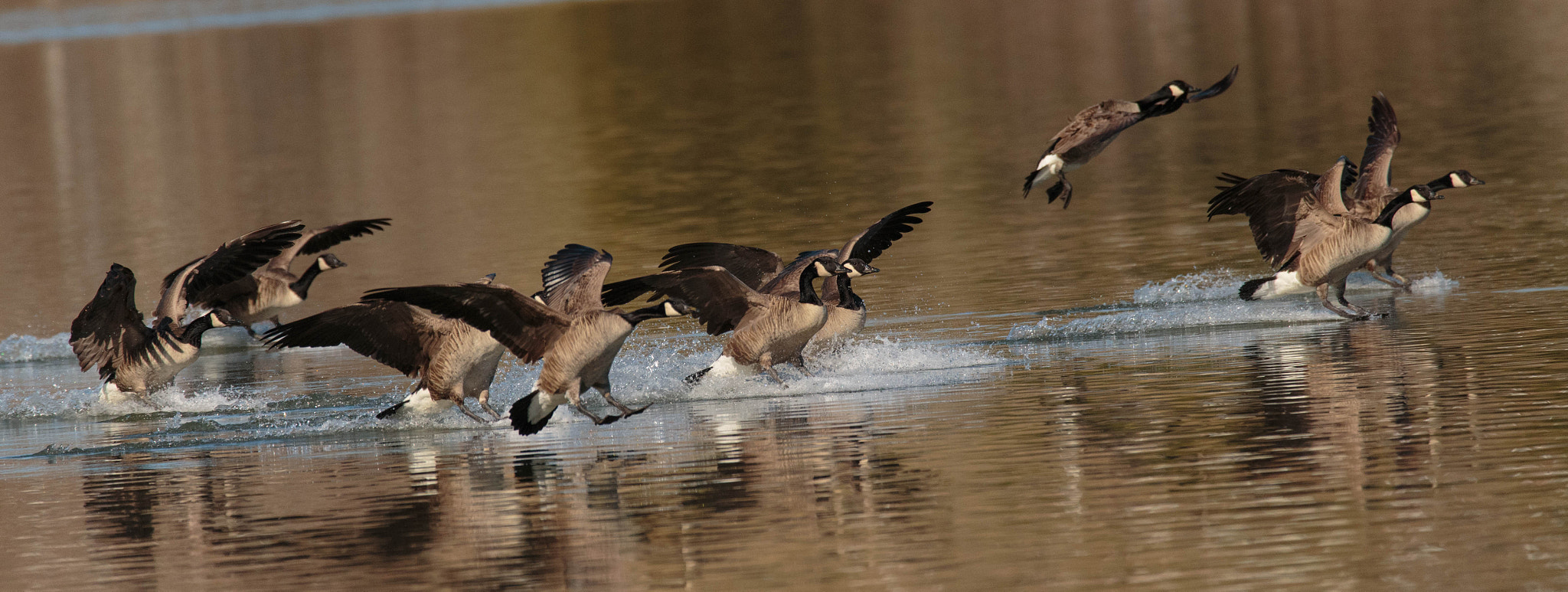 150-600mm F5-6.3 DG OS HSM | Contemporary 015 sample photo. Ok who's the one with his eyes closed photography