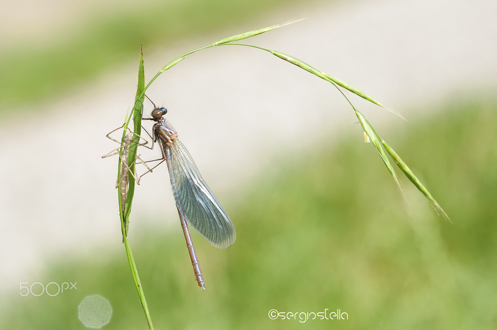 Nikon D90 + Sigma 150mm F2.8 EX DG Macro HSM sample photo. Morning born____ photography