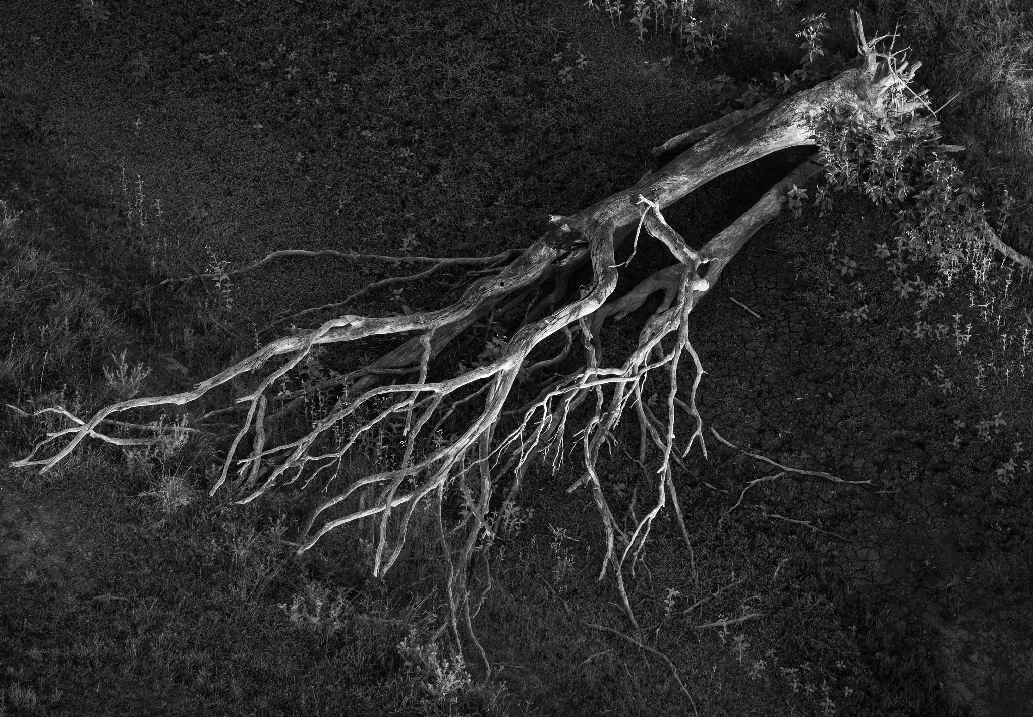 Olympus OM-D E-M10 II sample photo. Tree photography