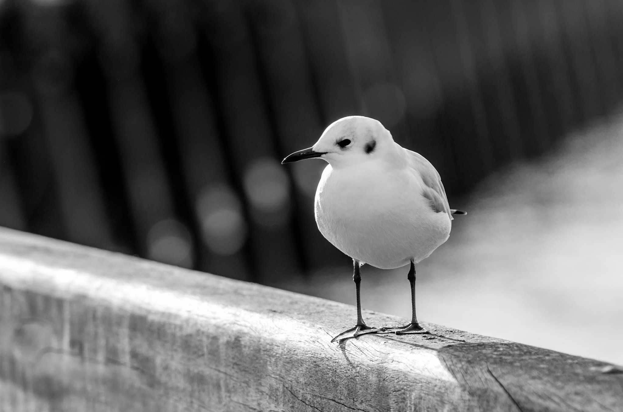 Pentax K-5 sample photo. La mouette rieuse photography