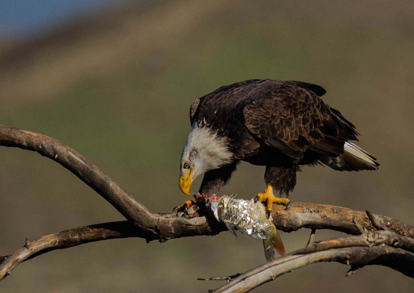 150-600mm F5-6.3 DG OS HSM | Contemporary 015 sample photo. Having a friend over for  lunch photography