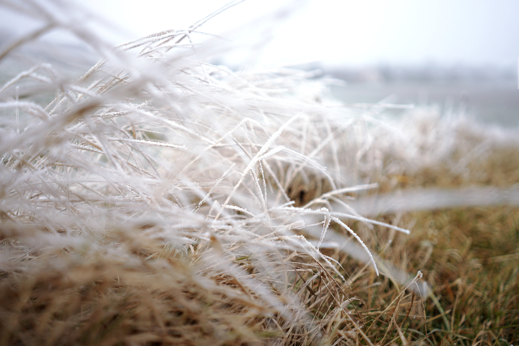 Sony FE 28mm F2 sample photo. Tall grass frozen on top photography